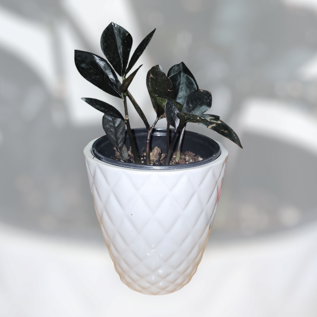 Midnight Mood ZZ (aka ZZ Raven)