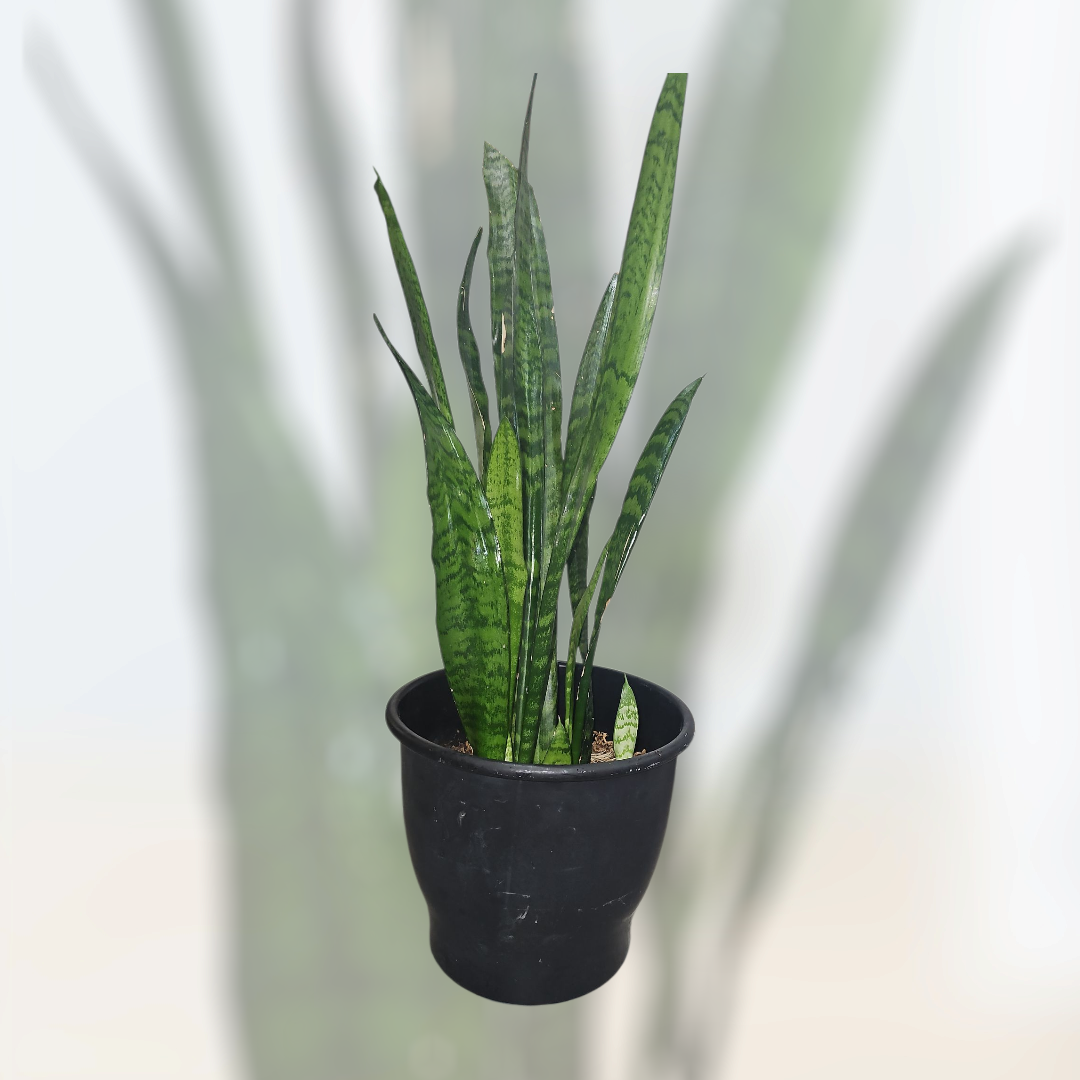 Steady Glow Snake Plant (aka Sansevieria / Mother-in-Law’s Tongue)