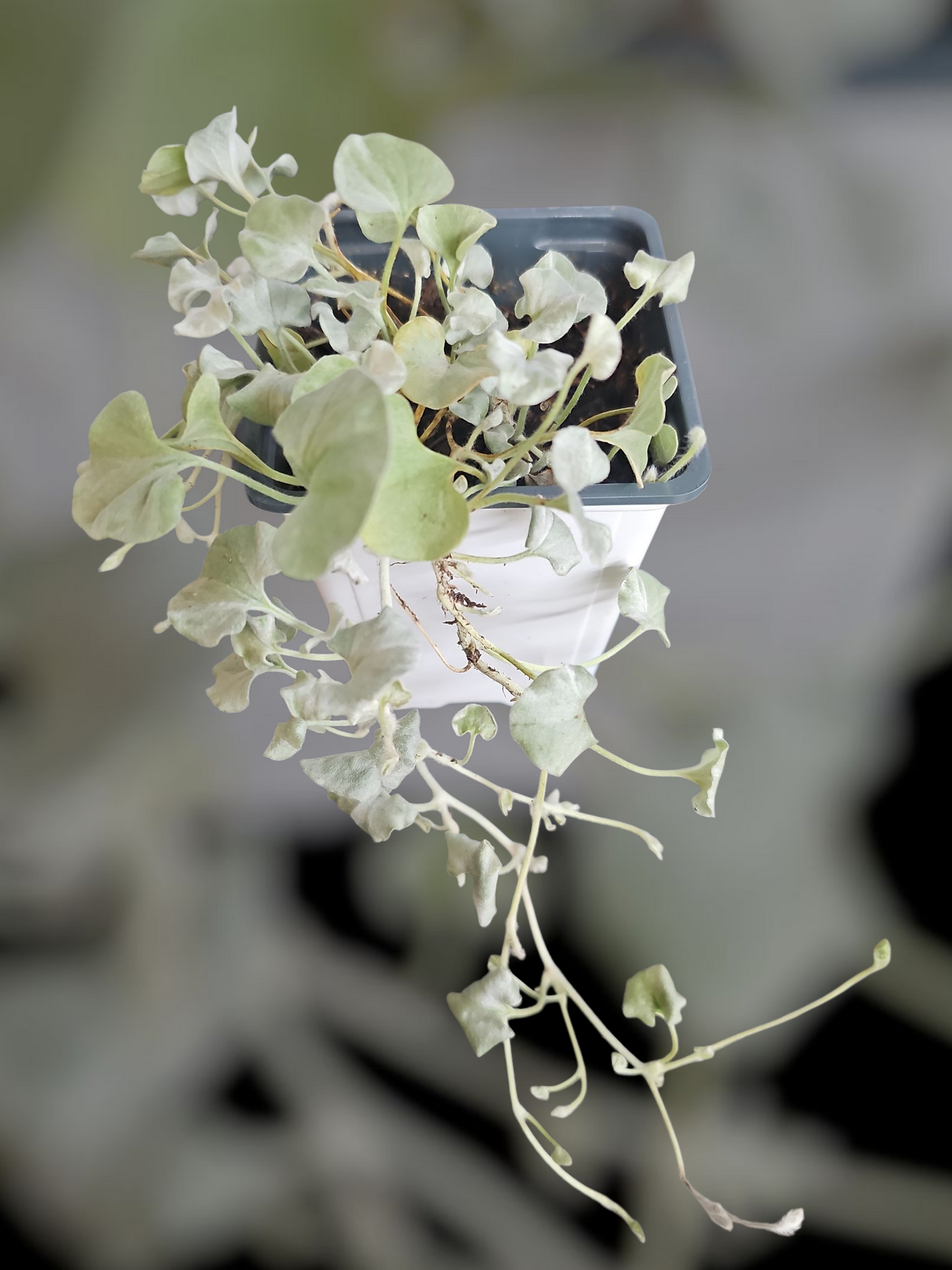 Silver Falls( Dichondra argentea)