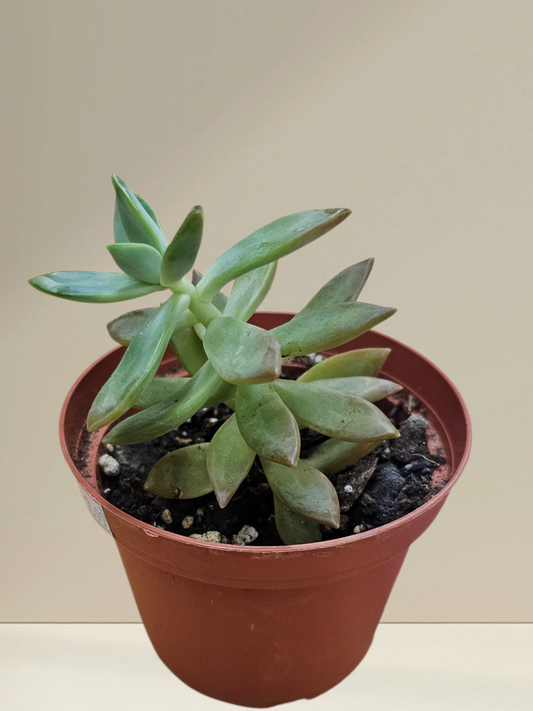 Golden Sedum