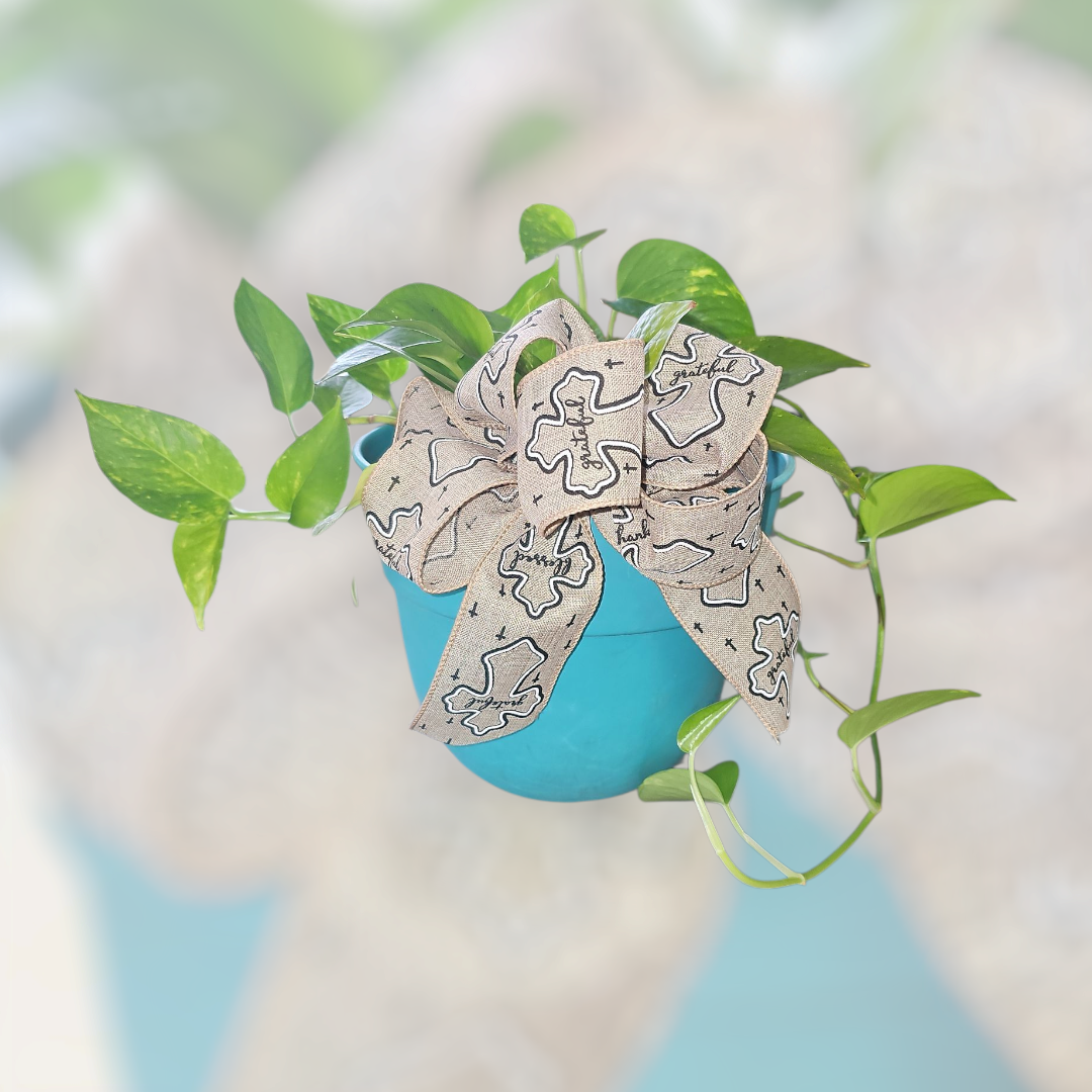 Trailing Joy Pothos (aka Ivy Pothos)