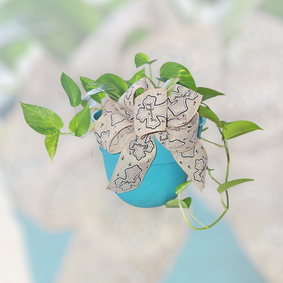 Trailing Joy Pothos (aka Ivy Pothos)