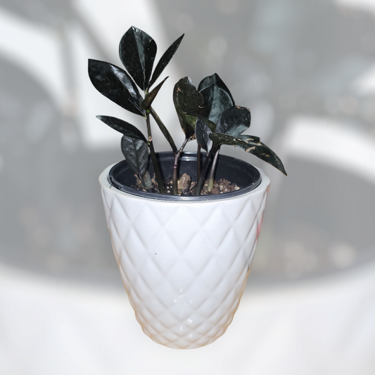 Midnight Mood ZZ (aka ZZ Raven)