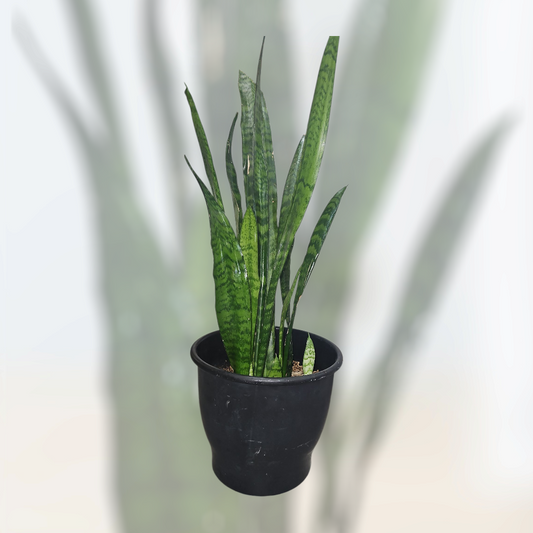 Steady Glow Snake Plant (aka Sansevieria / Mother-in-Law’s Tongue)